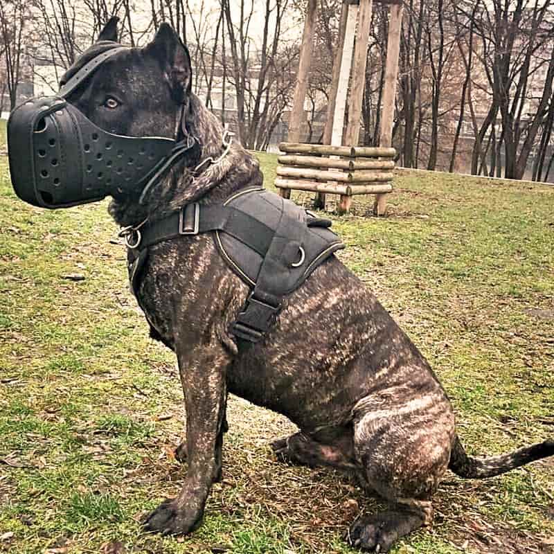 Усиленный кожаный намордник для кане-корсо «Attack Training»